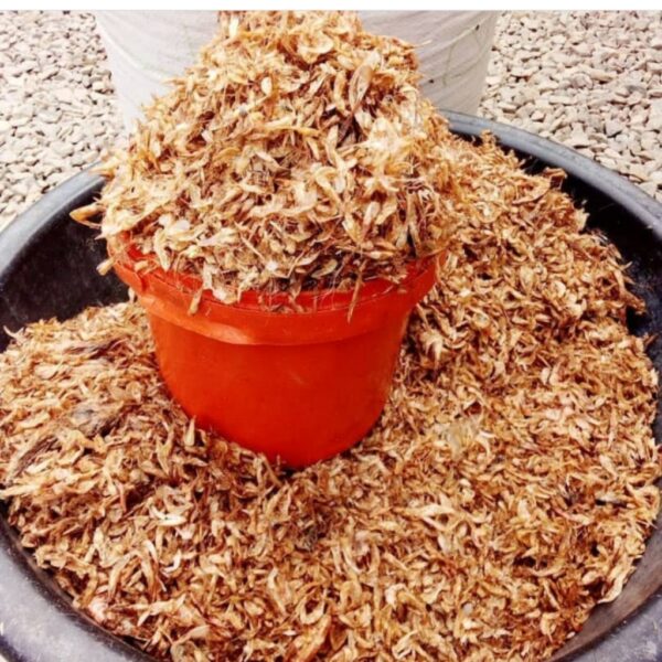 NEATLY SELECTED ORON CRAYFISH - Image 2