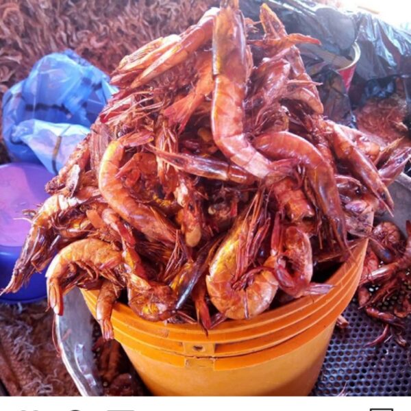 NEATLY SELECTED ORON CRAYFISH - Image 4